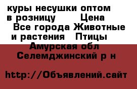 куры несушки.оптом 160 в розницу 200 › Цена ­ 200 - Все города Животные и растения » Птицы   . Амурская обл.,Селемджинский р-н